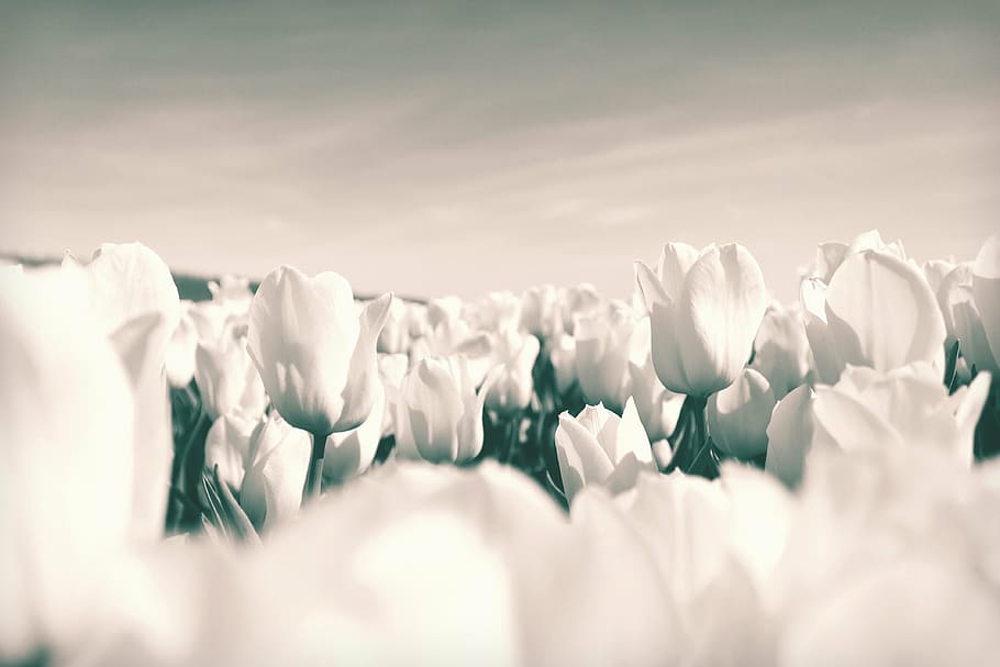 The Near-Death Experience Of Scott Drummond: Met God In An Out- Of-Body-Experience 2 An illustration of flowers in heaven.