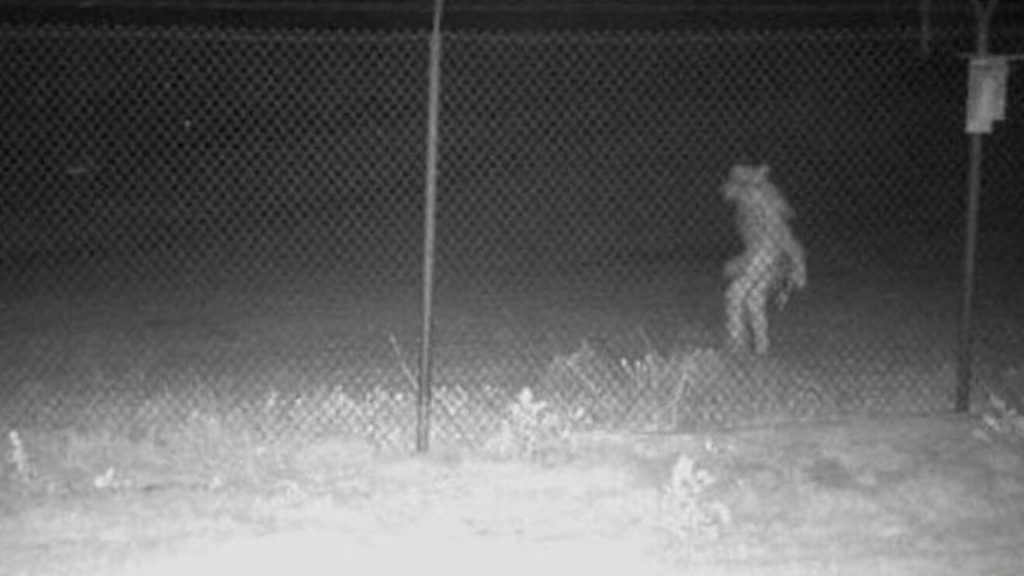Texas Zoo captured a strange creature which could be "Chupacabra" 