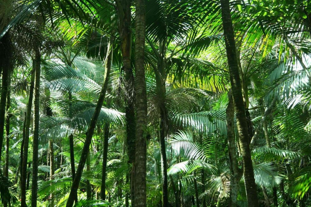 Puerto Rico Jungle