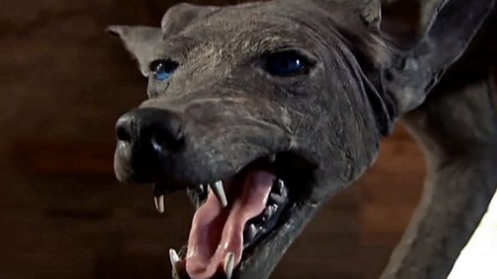 Expected appearance of Chupacabra 