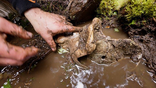 Youtuber Coyote Peterson Claims To Have Found A Bigfoot Skull In Canada