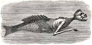 A Ningyo(A Type Of Aquatic Humanoid)