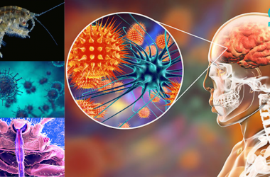 Mind Manipulating Parasites That Feeds On The Human Brains