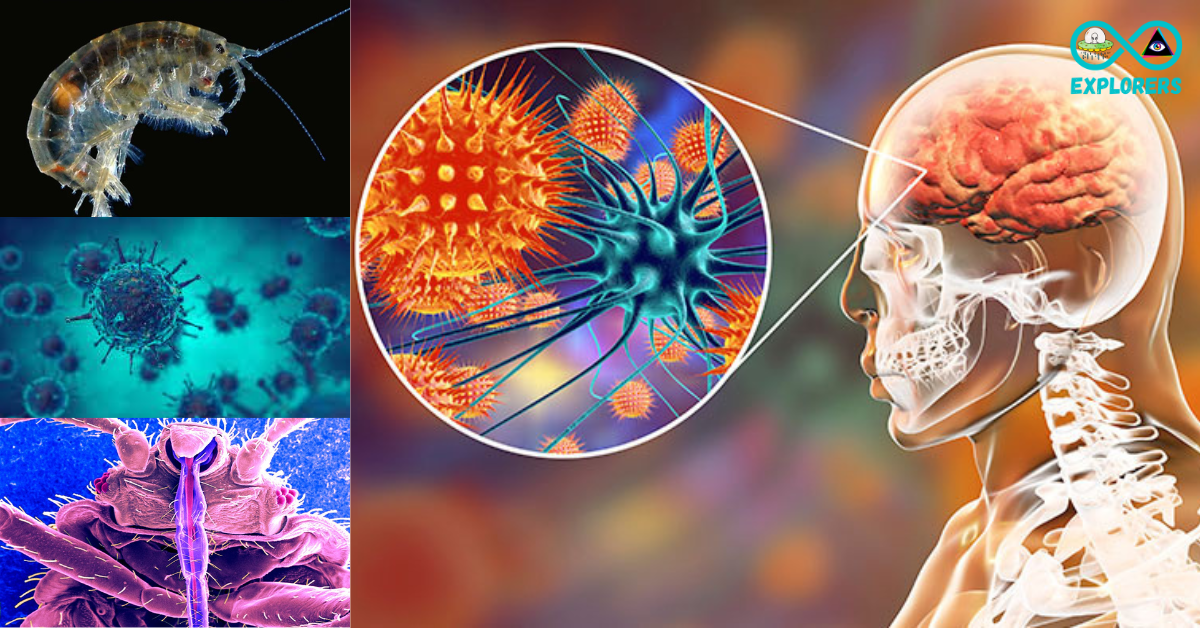 Mind Manipulating Parasites That Feeds On The Human Brains