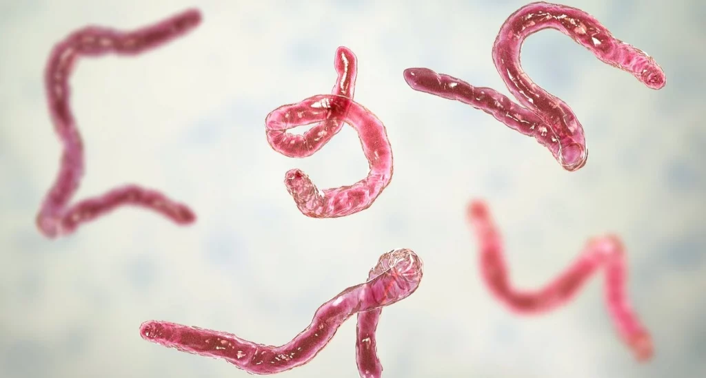 Mind Manipulating Parasites That Feeds On The Human Brains 1 Mind Manipulating Parasites