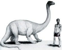 Those who purportedly heard or saw the thing describe it as a big herbivorous quadruped with smooth skin, a long neck, and a single tooth, sometimes described as a horn.(Mokele-Mbembe)