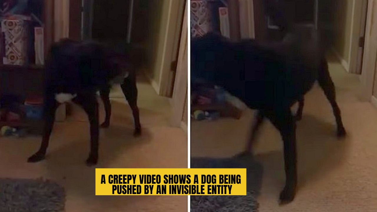 A Creepy Video Shows A Dog Being Pushed By An Invisible Entity