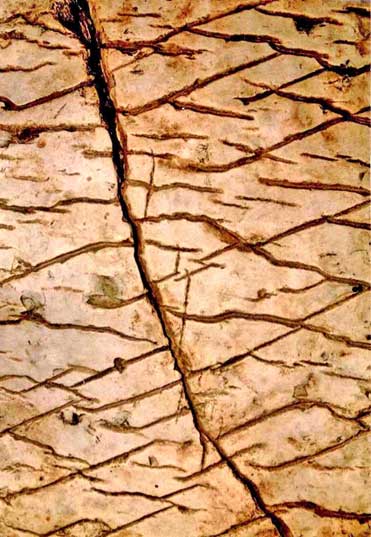 120 Million Old Dashka Stone Map: Cosmic Guidelines Used By The Gods 3 Close up view of Dashka Stone