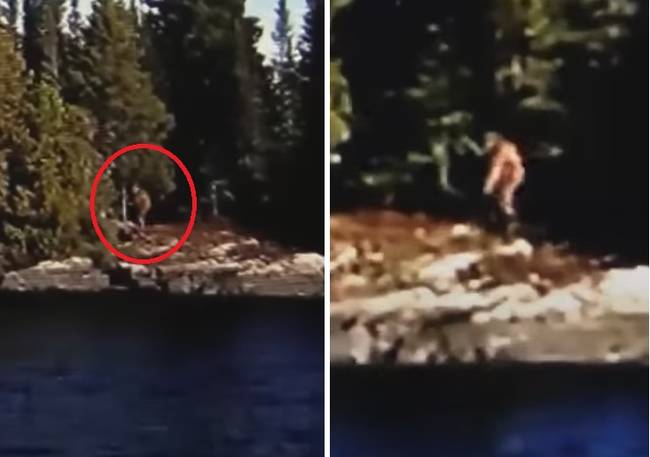 Bigfoot Filmed Striding Along The Shore In Northern Ontario 2 Yeti In trees