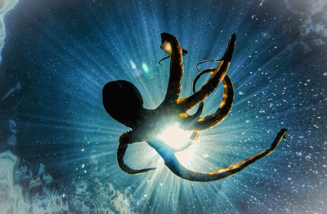 The Squid Aliens Encounter Of Patricia Lyons