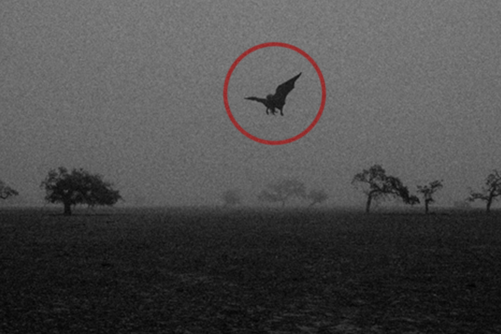 Manananggal Like Scary Winged Creature Is Causing Panic And Trauma In The Philippines