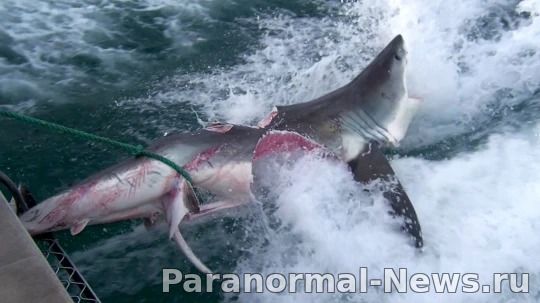 The Huge Megalodon Shark Might Still Be Swimming In The Depths Of Ocean
