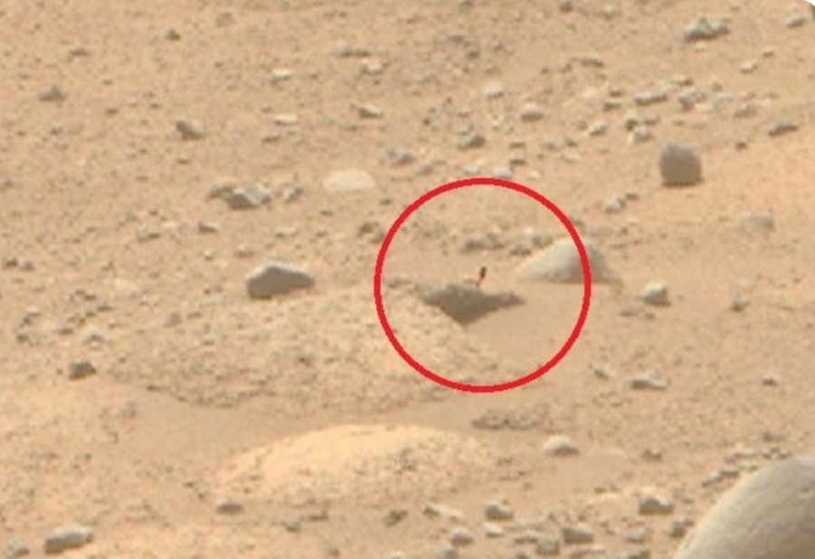 NASA Image Shows An Unusual Plant Like Object On Mars 2 NASA Image Shows An Unusual Plant Like Object On Mars