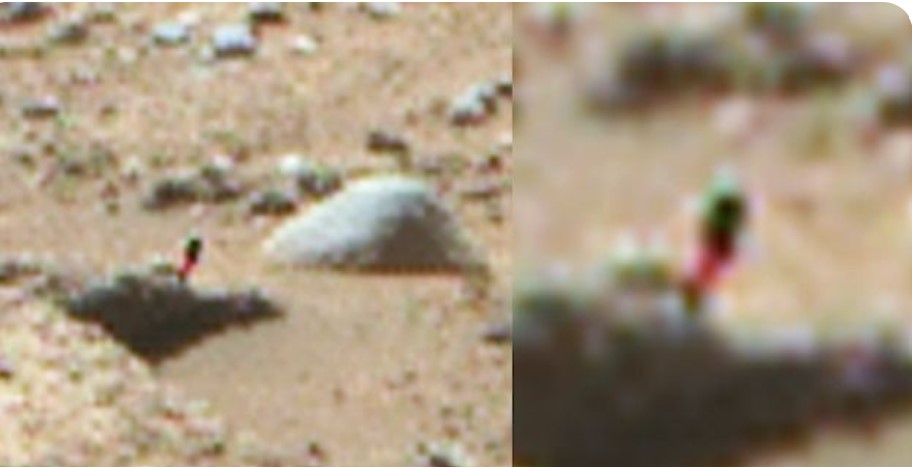 NASA Image Shows An Unusual Plant Like Object On Mars 1 NASA Image Shows An Unusual Plant Like Object On Mars