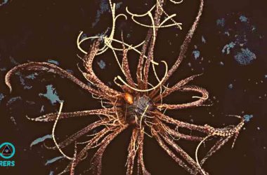 Organism 46-B Russian Scientists Battled Shape-Shifting Octopus Under Antarctic Ice