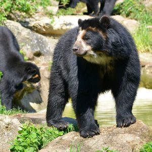 The Ukumar: Argentine Farmer's Mysterious Encounter With A Yeti-like Creature 4 Andean Bear