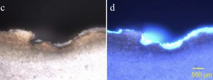 Biofinder tested on fish fossil