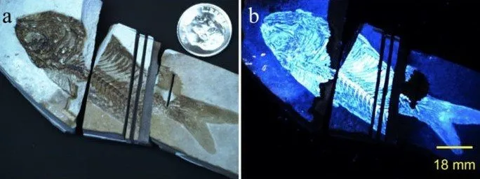 Biofinder tested on fish fossil