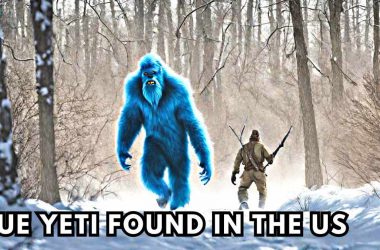 A Blue Yeti Was Tracked and Caught In The US