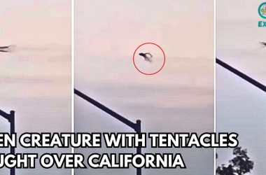 Alien Creature Over California